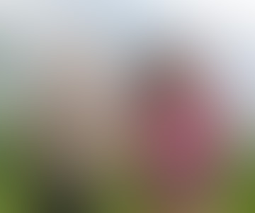 blog preview image